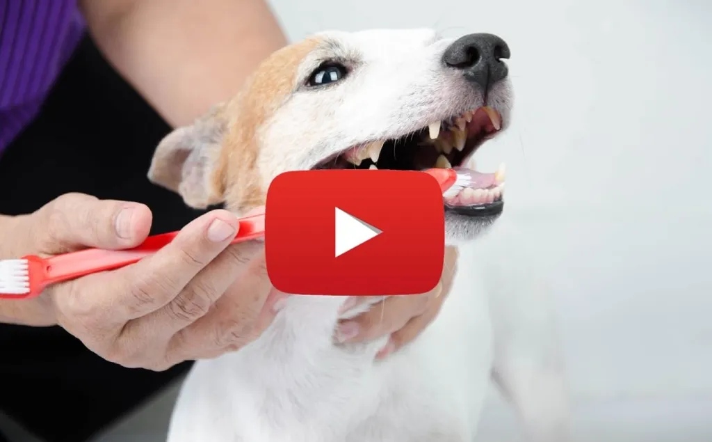 Do Your Dog’s Front Teeth Look Like This? It Could Signal Something Serious
